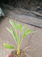 Trachycarpus wagerianus, Tuin en Terras, Ophalen of Verzenden, Overige soorten, Volle zon
