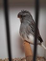 Meerdere mooie gloster kanaries koppels, Dieren en Toebehoren, Vogels | Overige Vogels, Meerdere dieren, Tropenvogel