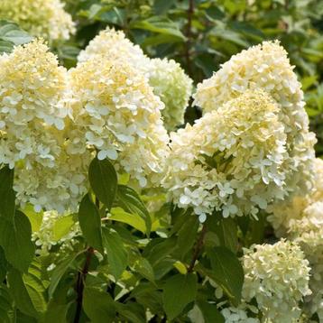 Pluimhortensia in 3 liter pot op punt van bloeien. beschikbaar voor biedingen