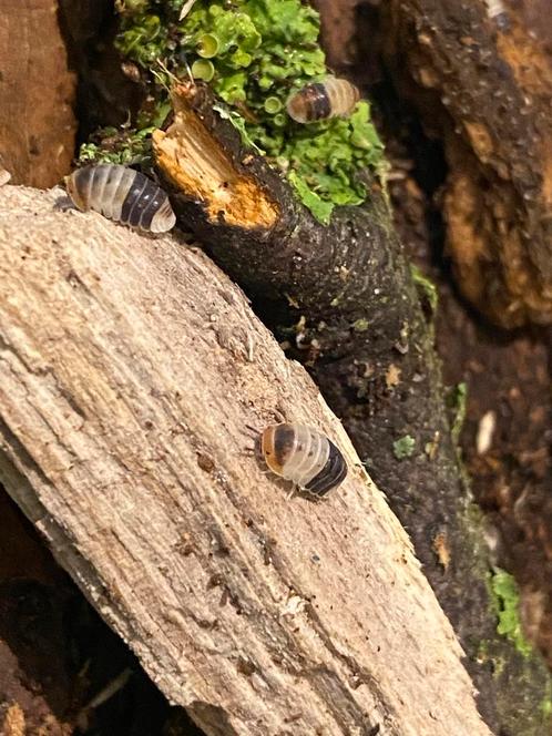 Cubaris sp. ‘White Shark’, Dieren en Toebehoren, Insecten en Spinnen, Overige soorten