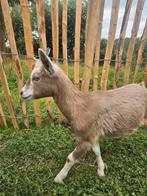 Tam geitje Toggenburger van mei, Dieren en Toebehoren, Vrouwelijk, Eend