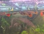 Zoetwater aquariumvissen te kopp, Dieren en Toebehoren, Vis, Zoetwatervis