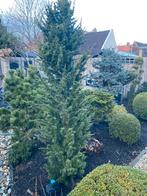 Mooie smalle hoge boom, Ophalen of Verzenden, Volle zon, Overige soorten