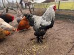 Hele grote Brahma hanen, Dieren en Toebehoren, Pluimvee, Mannelijk, Kip
