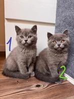 Raszuivere Britse Korthaar Kittens, Dieren en Toebehoren, Kater, Ontwormd