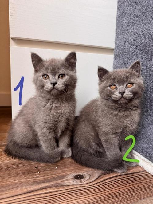 Raszuivere Britse Korthaar Kittens, Dieren en Toebehoren, Katten en Kittens | Raskatten | Korthaar, Kater, Ontwormd