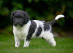 FRIESE STABIJ pups, 8 tot 15 weken, Meerdere, Nederland, Fokker | Hobbymatig