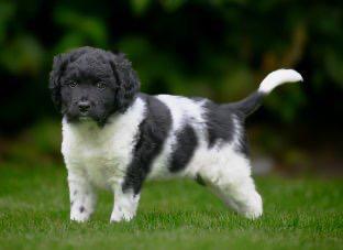 FRIESE STABIJ pups, Dieren en Toebehoren, Honden | Retrievers, Spaniëls en Waterhonden, Reu, Overige rassen, Fokker | Hobbymatig