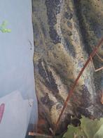 Gratis wandelende takken, Dieren en Toebehoren, Insecten en Spinnen, Wandelende tak