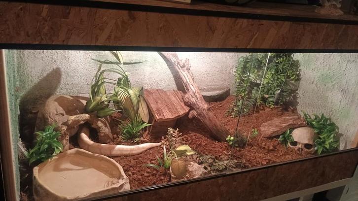 Koningspython met terrarium 120c60x60