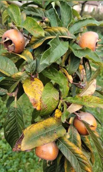 Lekkere verse mispels, bio, uit eigen tuin beschikbaar voor biedingen