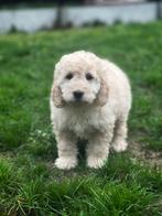 ontdek onze Cockapoo pups, Dieren en Toebehoren, Honden | Niet-rashonden, België, CDV (hondenziekte), 8 tot 15 weken, Meerdere