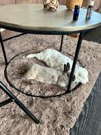 Konijn / dwergkonijn / hangoor, Dieren en Toebehoren, Konijnen, Meerdere dieren, Dwerg, Hangoor