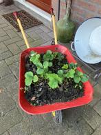Kruiwagen met aardbeien plantjes., Ophalen, Gebruikt