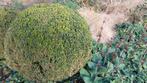 Buxus buxusbol 110cm Doorsnede, Volle zon, Vaste plant, Bloeit niet, Ophalen