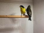 Gevraagd Mexicosijzen, Dieren en Toebehoren, Vogels | Overige Vogels, Vrouwelijk, Tropenvogel