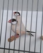 Koppel rijstvogels, Dieren en Toebehoren, Meerdere dieren, Geringd