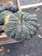 Thaise eet pompoenen, Diversen, Levensmiddelen, Ophalen of Verzenden