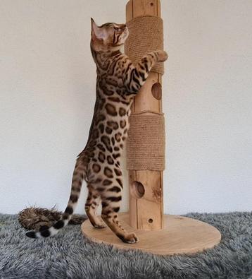 bengaal dekkater beschikbaar voor biedingen