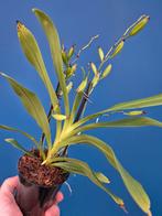 Orchidee Angraecum calceolus p9 (2), Ophalen of Verzenden, Halfschaduw, Minder dan 100 cm