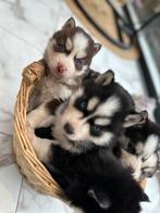Puppy’s te koop van Siberische husky, Meerdere, 8 tot 15 weken, Meerdere dieren, Nederland