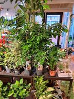 Ficus Benjamina, Huis en Inrichting, Minder dan 100 cm, Ficus, Ophalen of Verzenden, Halfschaduw