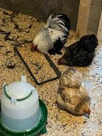 cochin kippen te koop, Dieren en Toebehoren, Meerdere dieren, Kip