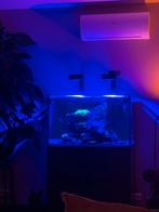 Zeeaquarium red sea reefer G2 300, Dieren en Toebehoren, Ophalen of Verzenden, Gebruikt, Gevuld zeewateraquarium