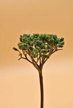 H0 Savanne Bomen, Hobby en Vrije tijd, Modeltreinen | H0, Overige merken, Natuur, Gelijkstroom of Wisselstroom, Nieuw