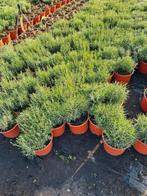 Lavendel hidcote, Tuin en Terras, Volle zon, Vaste plant, Zomer, Ophalen