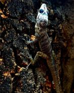 Anolis majolgris koppel, Dieren en Toebehoren, Reptielen en Amfibieën, Slang