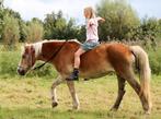 gezocht pony/paard om mee te lessen bij manege hoge Brink, Dieren en Toebehoren, Ophalen of Verzenden