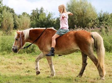 gezocht pony/paard om mee te lessen bij manege hoge Brink