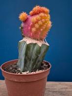 Cactus myrtillocalycium cv. 'Polyp' (chimaera) p10 (3), Ophalen of Verzenden, Cactus, Volle zon, Minder dan 100 cm