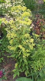 Patrinia monandra zaden, goudvaleriaan, Tuin en Terras, Ophalen of Verzenden