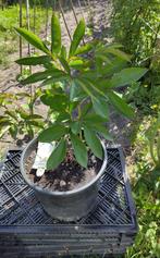 Tuin = Plant MJ = Pioenroos - Paeonia - Duchesse de Nemours, Tuin en Terras, Ophalen, Vaste plant