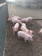 Biggen te koop, Dieren en Toebehoren, Schapen, Geiten en Varkens, Meerdere dieren, Varken