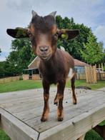 Boklammetje, Dieren en Toebehoren, Schapen, Geiten en Varkens, Mannelijk, Geit, 0 tot 2 jaar
