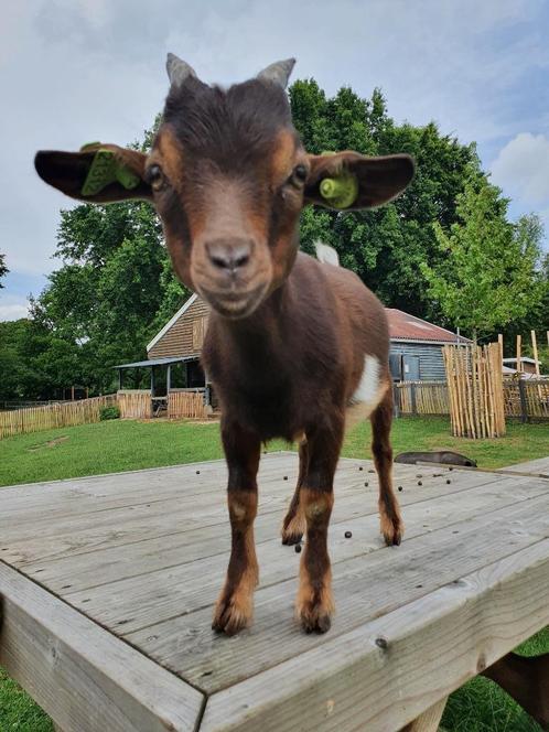 Boklammetje, Dieren en Toebehoren, Schapen, Geiten en Varkens, Geit, Mannelijk, 0 tot 2 jaar