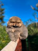 Pomeriaan/pomeranian teefe pup oranje sable, Dieren en Toebehoren, Keeshond, CDV (hondenziekte), 8 tot 15 weken, Teef