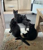 Lieve en mooie kruising ragdoll kittens zoeken warm thuis, Dieren en Toebehoren, Katten en Kittens | Overige Katten, Meerdere dieren