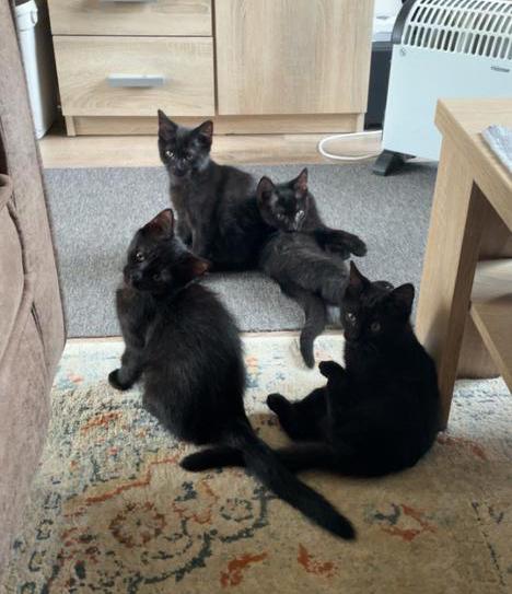 Lieve en mooie kruising ragdoll kittens zoeken warm thuis, Dieren en Toebehoren, Katten en Kittens | Overige Katten, Kortharig