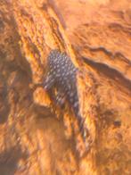 Borstelneus Algeneter - Ancistrus Temmincki (L144), Dieren en Toebehoren, Vissen | Aquariumvissen, Vis, Zoetwatervis