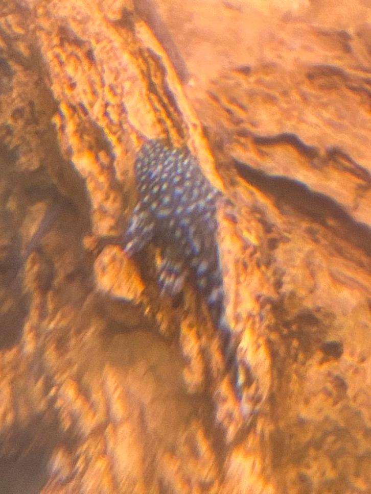 Borstelneus Algeneter - Ancistrus Temmincki (L144), Dieren en Toebehoren, Vissen | Aquariumvissen, Zoetwatervis, Vis