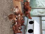 legkippen / leghennen, Dieren en Toebehoren, Pluimvee, Vrouwelijk, Kip