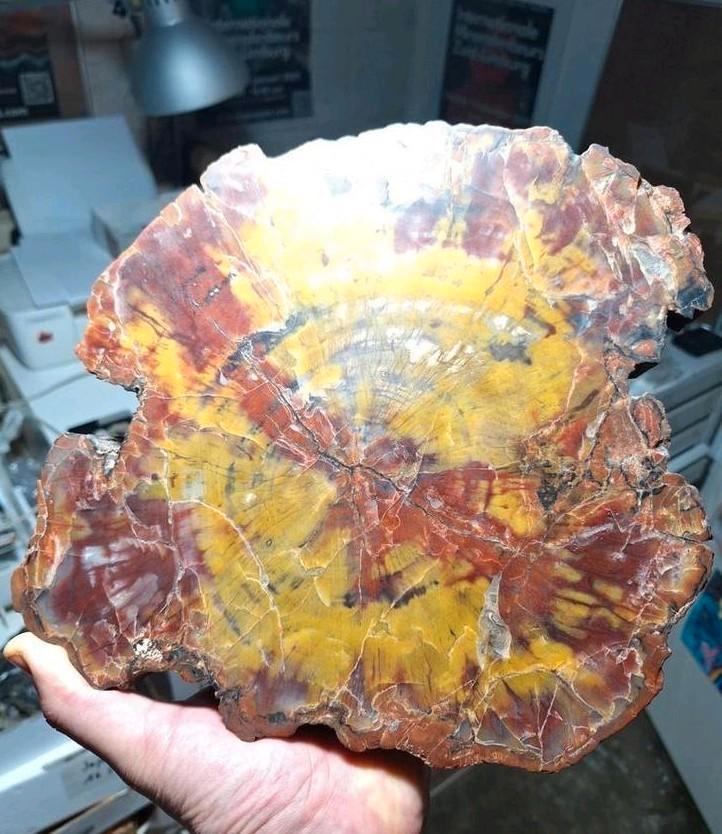 VERSTEEND & GEAGATISEERD HOUT, ARIZONA/VS (5.2 kg), Verzamelen, Mineralen en Fossielen, Mineraal, Ophalen of Verzenden