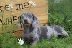 Teckel pups alle kleuren 💖💖💖, Dieren en Toebehoren, Honden | Teckels en Dashonden, België, Rabiës (hondsdolheid), 15 weken tot 1 jaar
