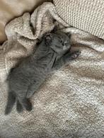 Britse Korthaar kater.100%., Dieren en Toebehoren, Katten en Kittens | Overige Katten, Kater, Kortharig