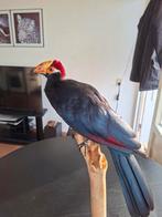 Recent opgezette Violette Toerako vogel taxidermie, Ophalen of Verzenden, Nieuw, Vogel, Opgezet dier
