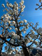 Gieser Wildeman Perenbomen, Ophalen, Lente